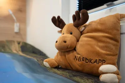 Tiere im Ferienhaus oder in der Nähe