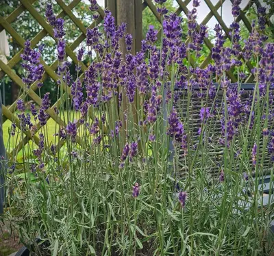 Ein Garten an der Unterkunft HoLa Auszeit - ehemalige Scheune am Dassower See