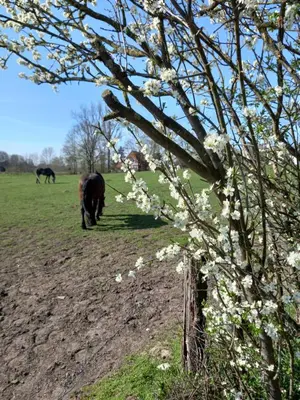 Tiere in der Ferienwohnung oder in der Nähe