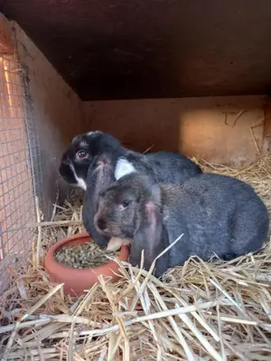 Tiere in der Ferienwohnung oder in der Nähe