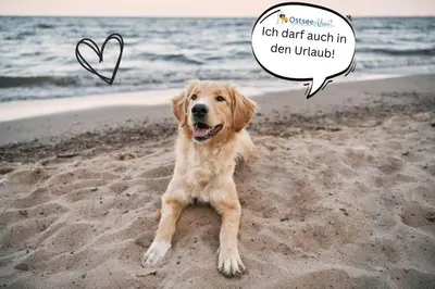 Haustiere von Gästen der Unterkunft Strand Bude