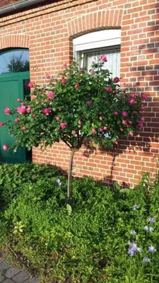 Ein Garten an der Unterkunft Seesternchen