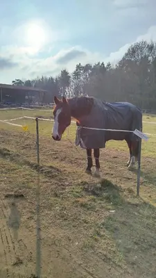 Tiere in der Ferienwohnung oder in der Nähe