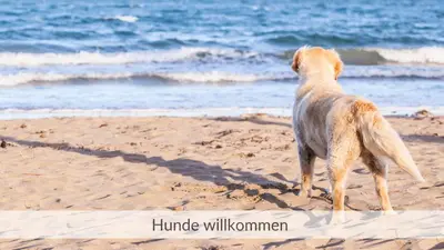 Haustiere von Gästen der Unterkunft Haus Meerzeit, Wohnung Düne, 250 m vom Strand, Hunde willkommen