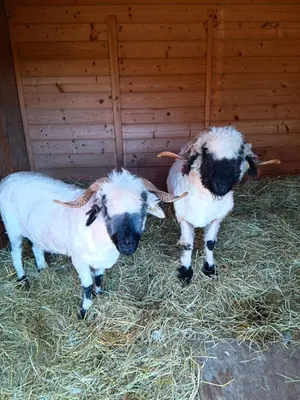 Tiere im Ferienhaus oder in der Nähe