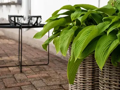Ein Garten an der Unterkunft Die kleine Lotti