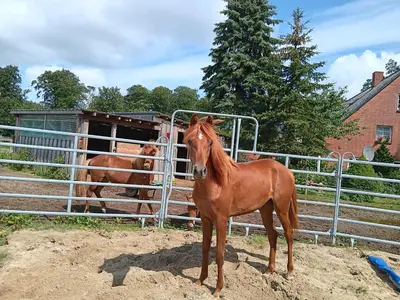 Tiere in der Ferienwohnung oder in der Nähe