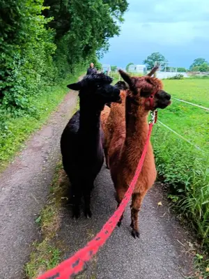 Tiere in der Ferienwohnung oder in der Nähe