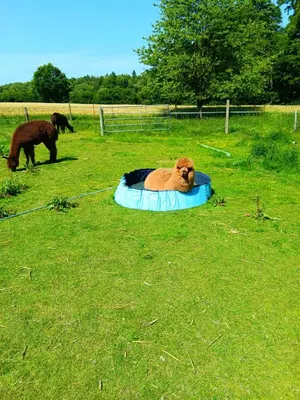 Tiere in der Ferienwohnung oder in der Nähe