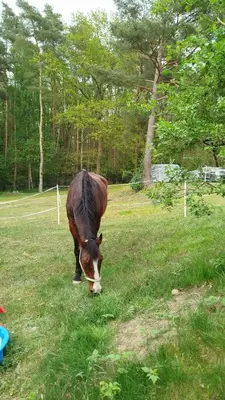 Tiere auf dem Campingplatz oder in der Nähe