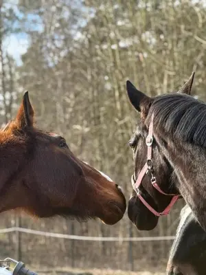 Tiere auf dem Campingplatz oder in der Nähe