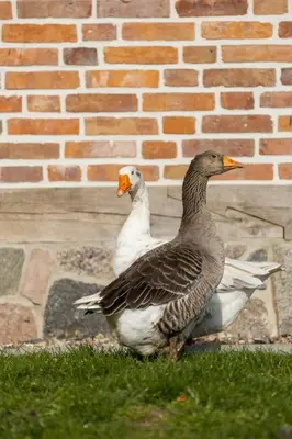 Tiere im Ferienhaus oder in der Nähe