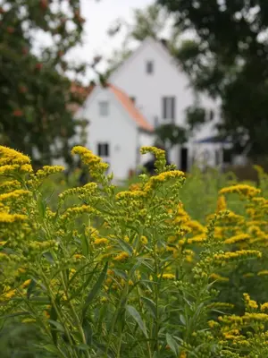 Ein Garten an der Unterkunft Kapitänshaus