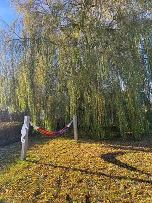 Ein Garten an der Unterkunft Koje 22
