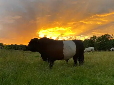 Tiere in der Ferienwohnung oder in der Nähe