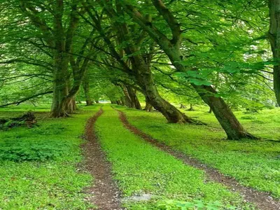Naturlandschaft in der Nähe des Ferienhauses