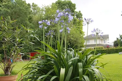 Ein Garten an der Unterkunft Forsthaus Wendt
