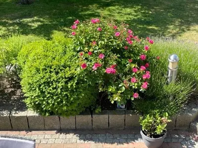 Ein Garten an der Unterkunft Haus Antje