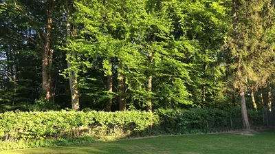 Ein Garten an der Unterkunft Ferienhaus Bäk-Ratzeburg