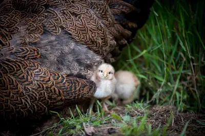 Tiere in der Ferienwohnung oder in der Nähe