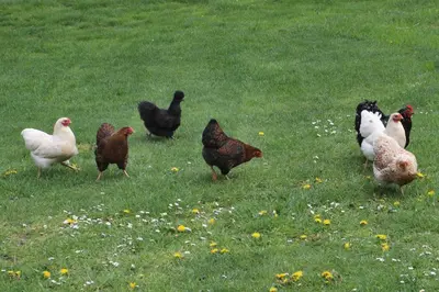 Tiere im Ferienhaus oder in der Nähe