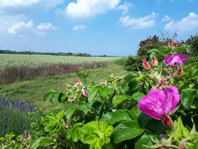 Ein Garten an der Unterkunft Anne Marie