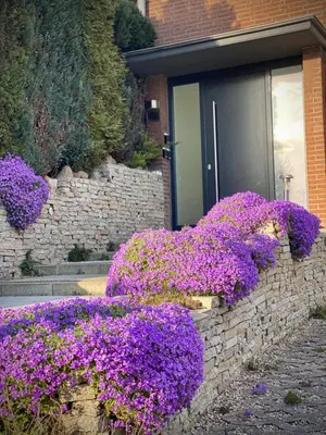 Ein Garten an der Unterkunft FeWo STRANDGUT- Familien - Hunde - strandnah - eigene Terrasse - Sauna & Wellness