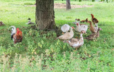 Tiere im Ferienhaus oder in der Nähe