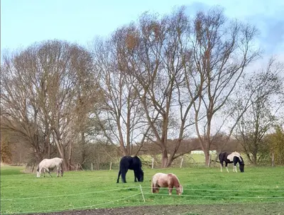 Tiere in der Ferienwohnung oder in der Nähe