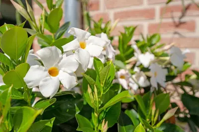 Ein Garten an der Unterkunft Ostseelaune
