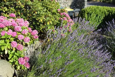 Ein Garten an der Unterkunft Ferienwohnung Störtebeker