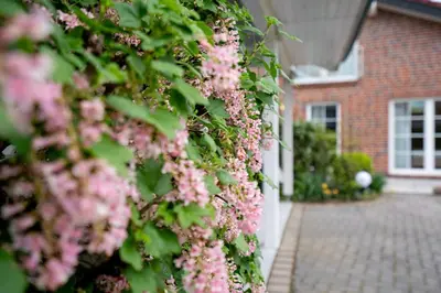 Ein Garten an der Unterkunft BIR9a Ferienwohnung Vahle
