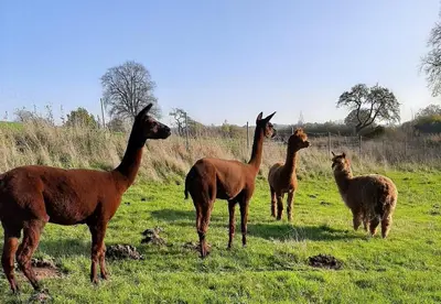 Tiere in der Ferienwohnung oder in der Nähe