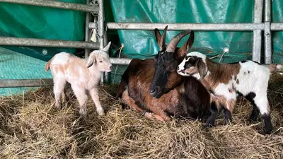 Tiere in der Ferienwohnung oder in der Nähe